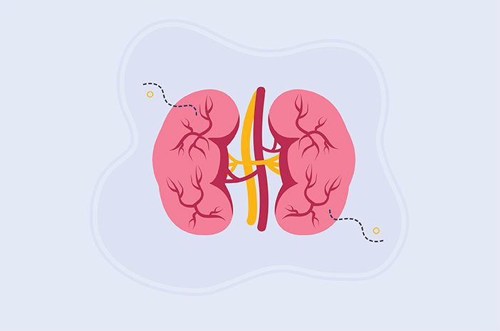 Conosci l'anatomia del rene e la sua funzione nel corpo