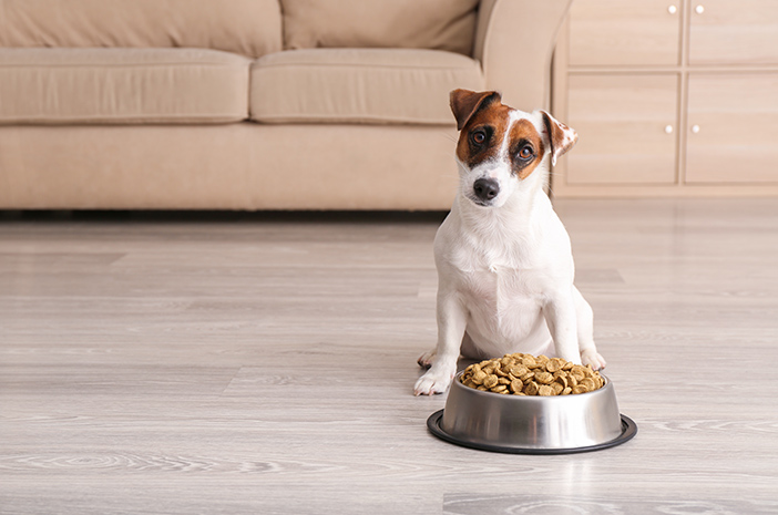 Bilakah Masa Terbaik untuk Anjing Memerlukan Makanan Tambahan?