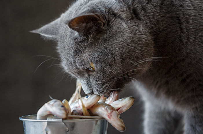 注意してください、これらは猫に甘やかされて育った食べ物を与えることの4つの危険です