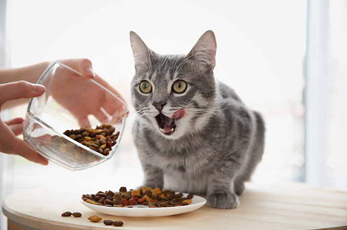 هل تريد تغيير طعام القطط؟ انتبه لهذا