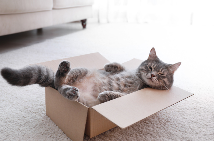 Kedilerin Karton İçinde Olmayı Sevmesinin Nedenleri