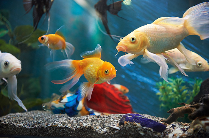 Mitos atau Fakta, Menjaga Ikan Baik untuk Kesihatan Mental