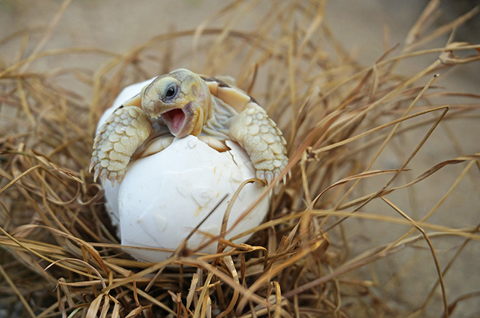 Ето как да се грижите за бебе Sulcata Tortoise